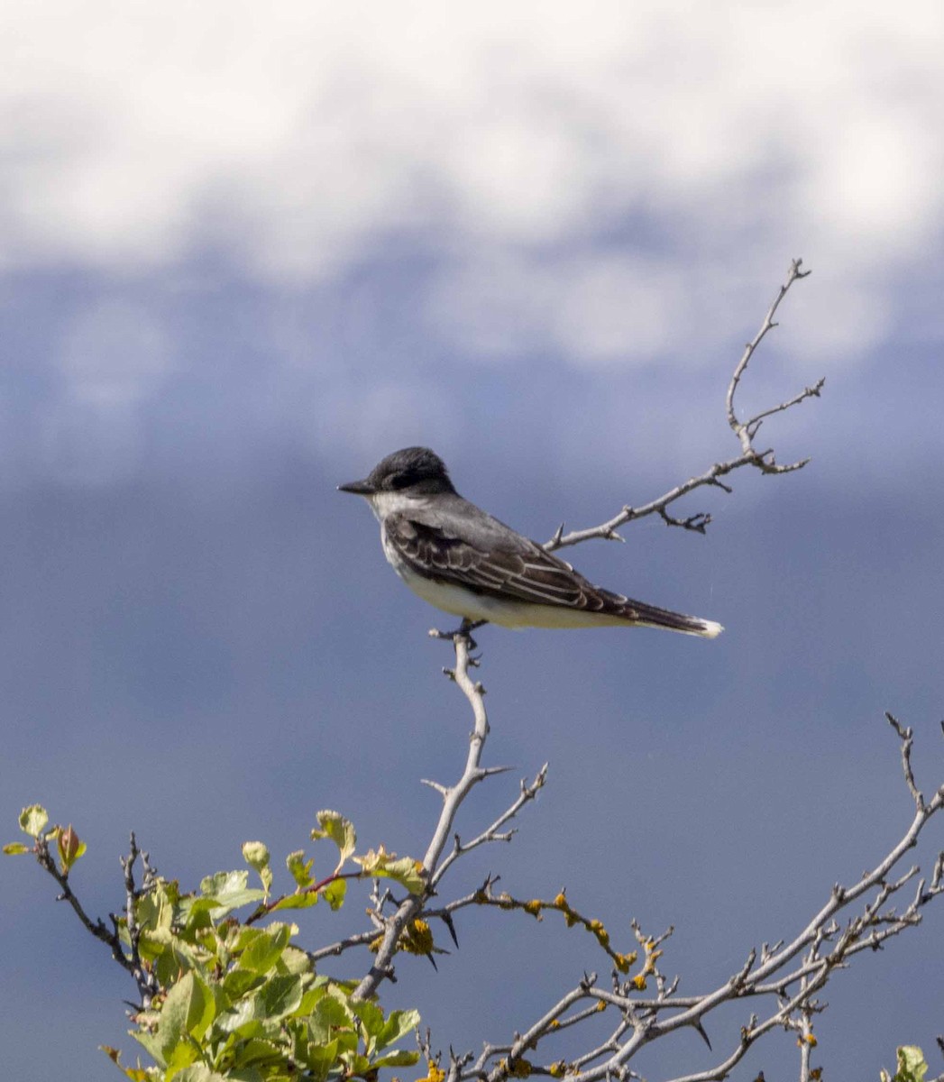 Eastern Kingbird - ML620378632