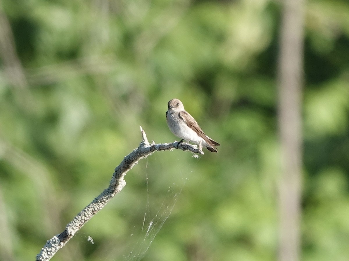 Northern Rough-winged Swallow - ML620378634