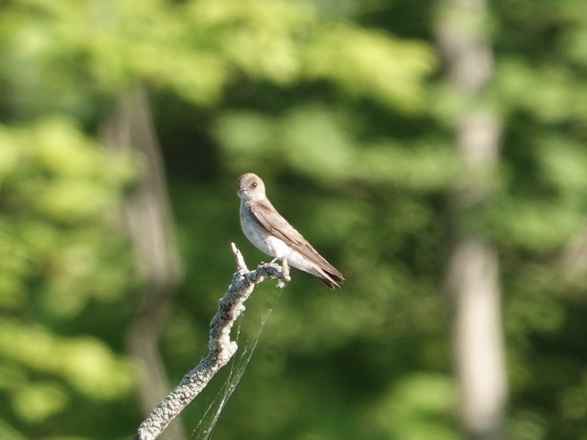Northern Rough-winged Swallow - ML620378635