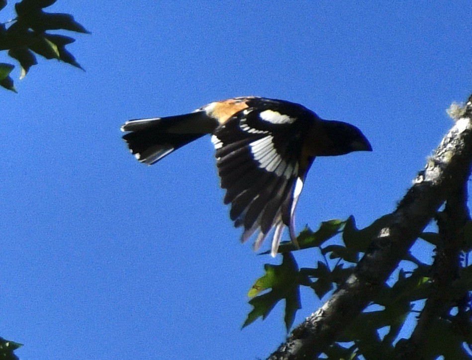 Black-headed Grosbeak - ML620378636