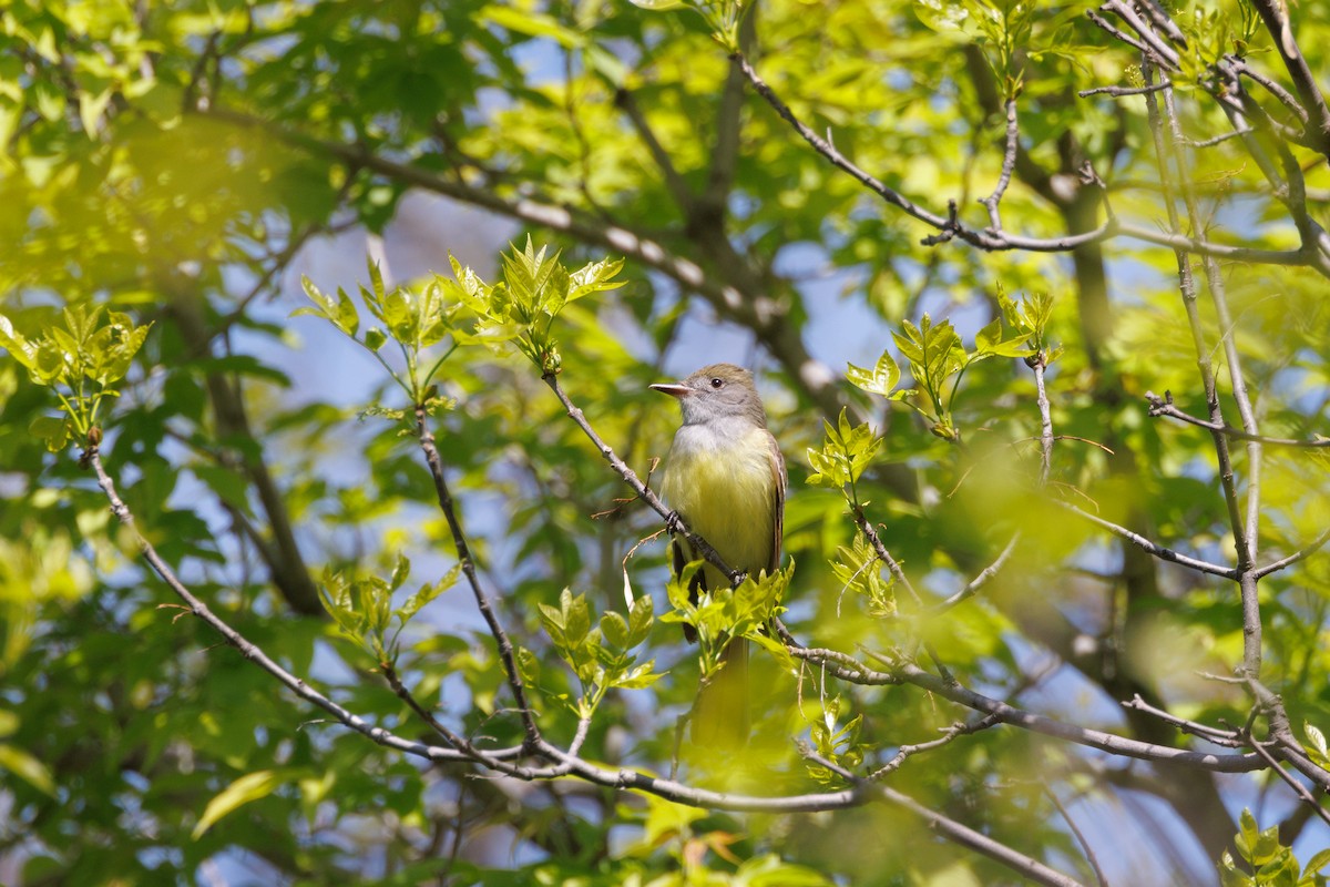 Great Crested Flycatcher - ML620378640
