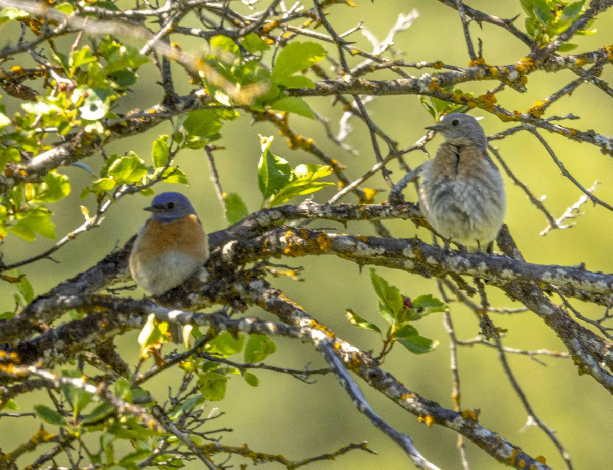 Western Bluebird - ML620378653