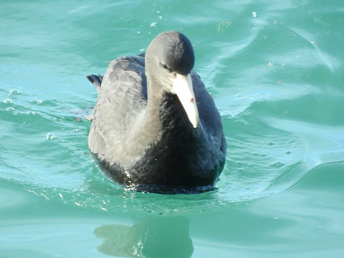 Southern Giant-Petrel - ML620378660