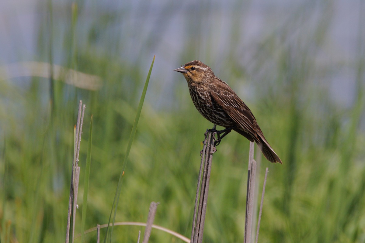 Red-winged Blackbird - ML620378661