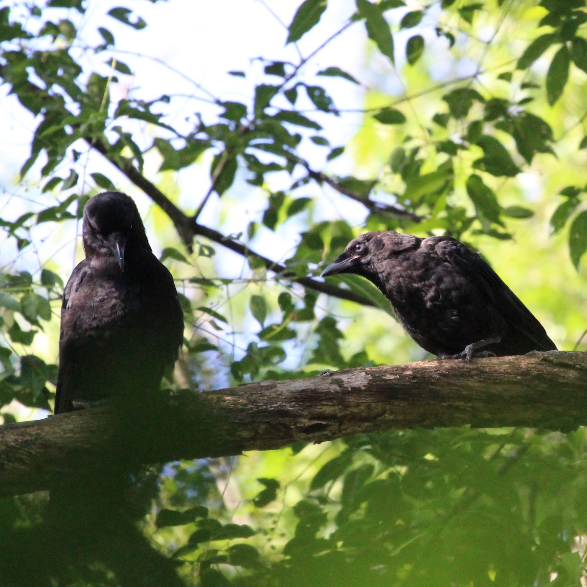 American Crow - ML620378664