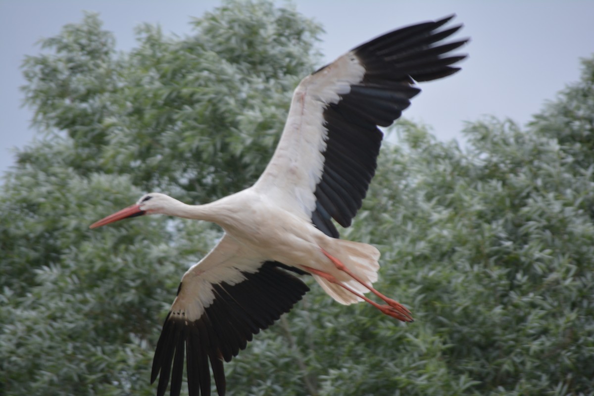 White Stork - ML620378673