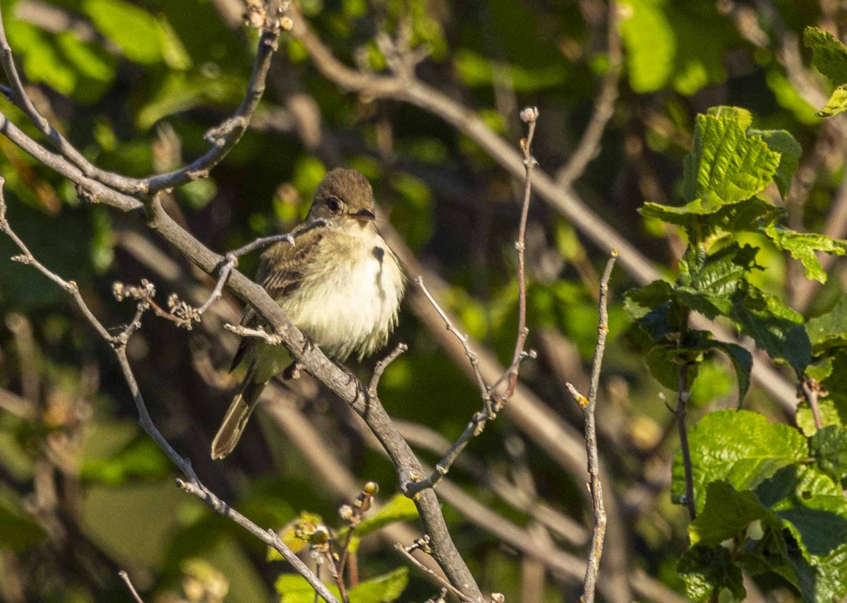 Willow Flycatcher - ML620378678