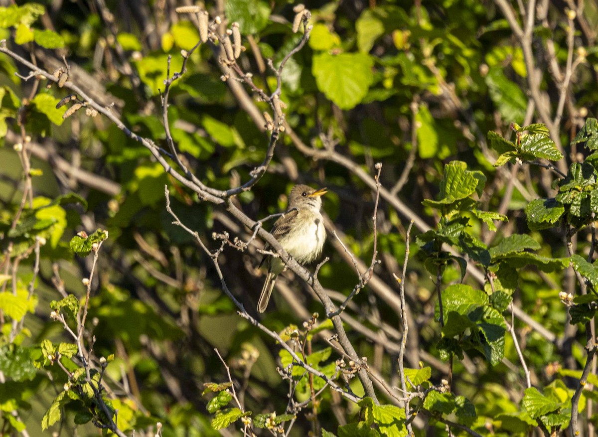 Willow Flycatcher - ML620378679