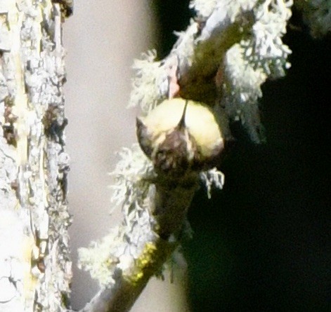 Brown Creeper - ML620378681