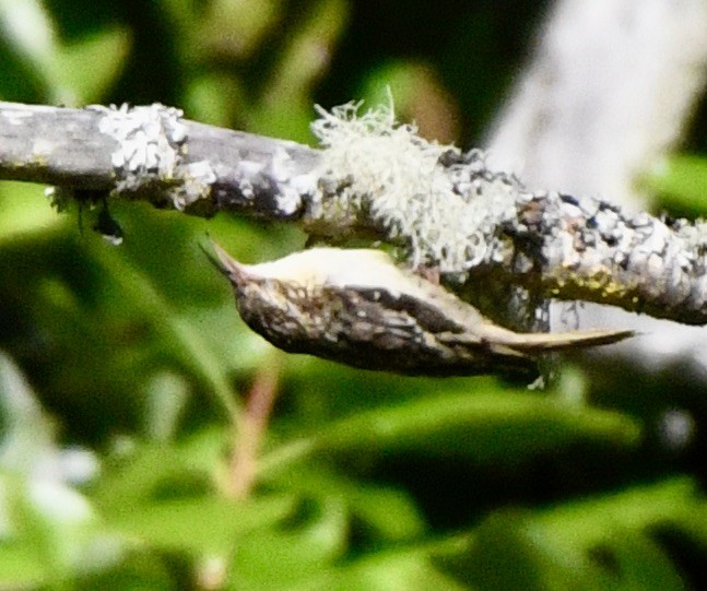 Brown Creeper - ML620378683