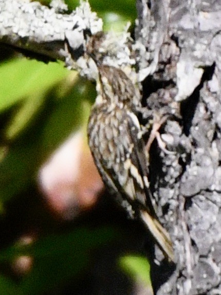 Brown Creeper - ML620378685