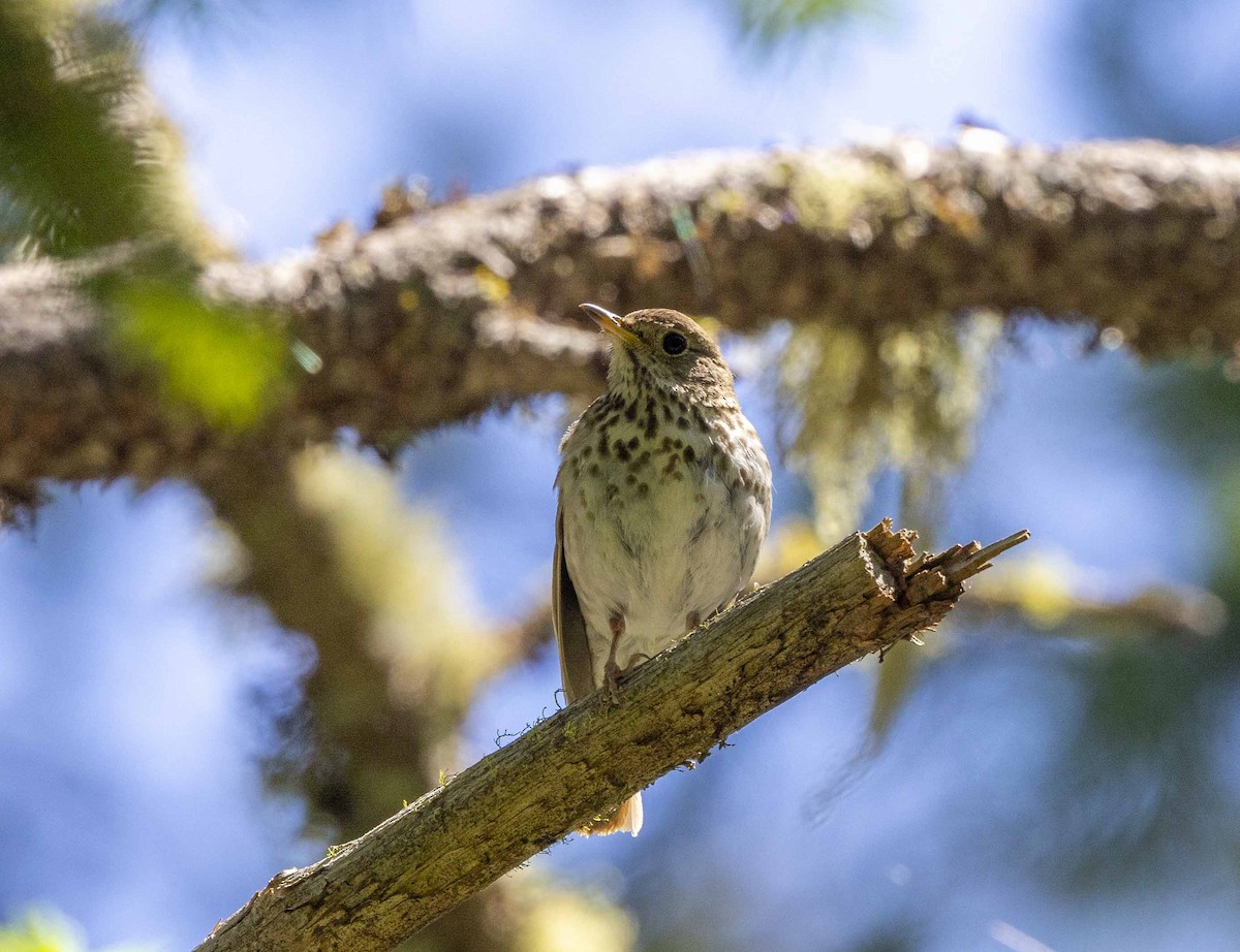 Hermit Thrush - ML620378693