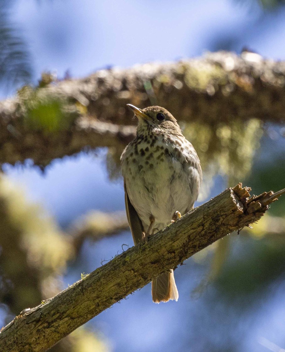 Hermit Thrush - ML620378694