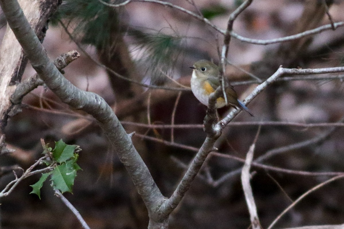 Red-flanked Bluetail - ML620378714