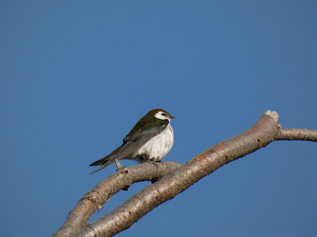 Violet-green Swallow - ML620378716