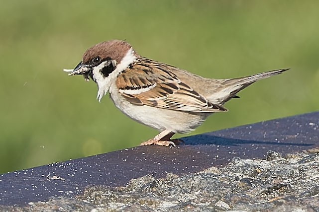 Eurasian Tree Sparrow - ML620378721