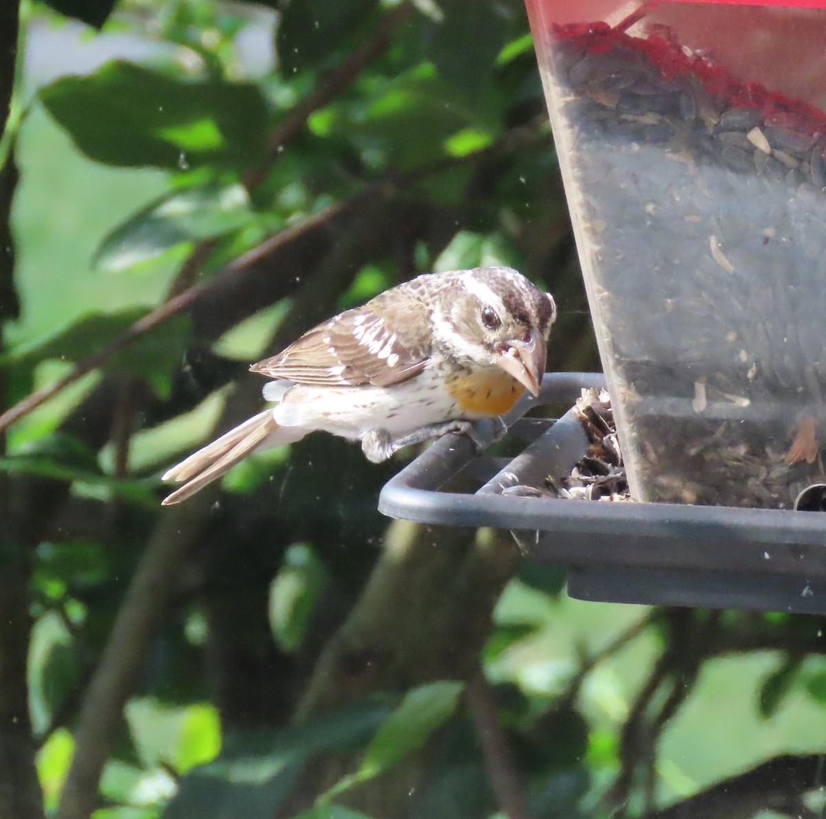 Rose-breasted Grosbeak - ML620378722