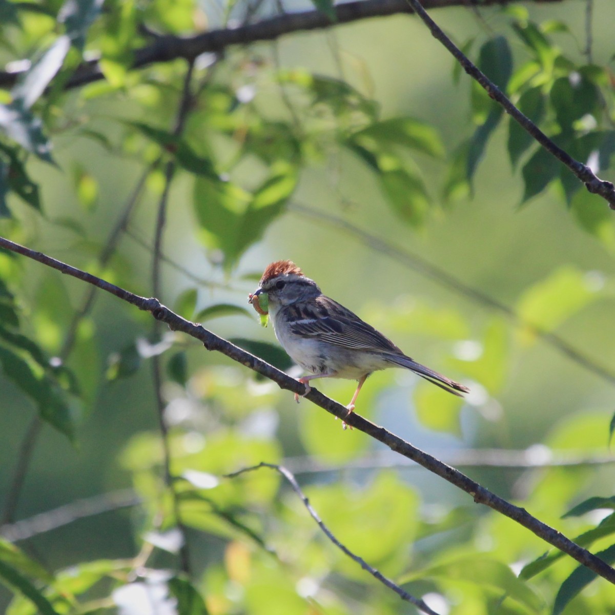 Chipping Sparrow - ML620378727