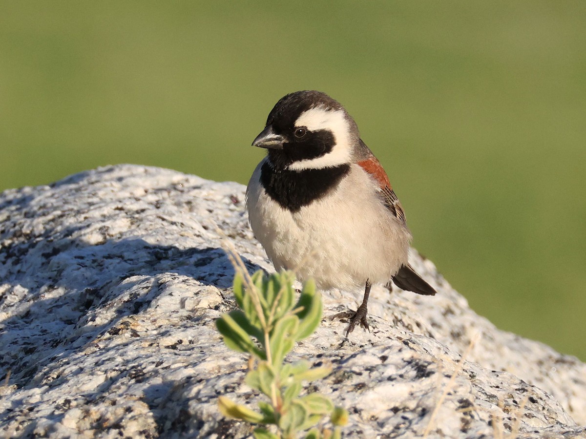 Cape Sparrow - ML620378737