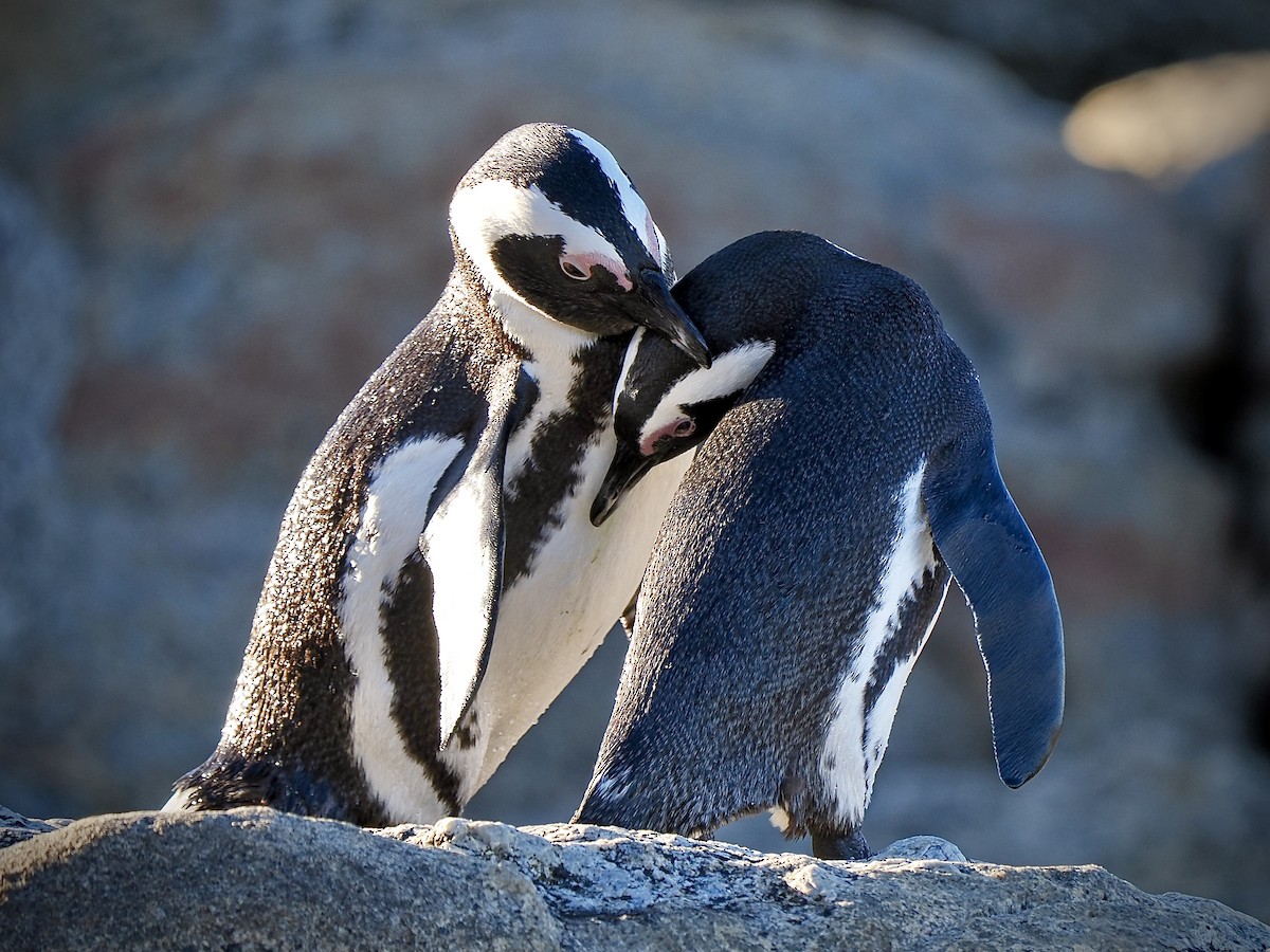 Pingüino de El Cabo - ML620378741