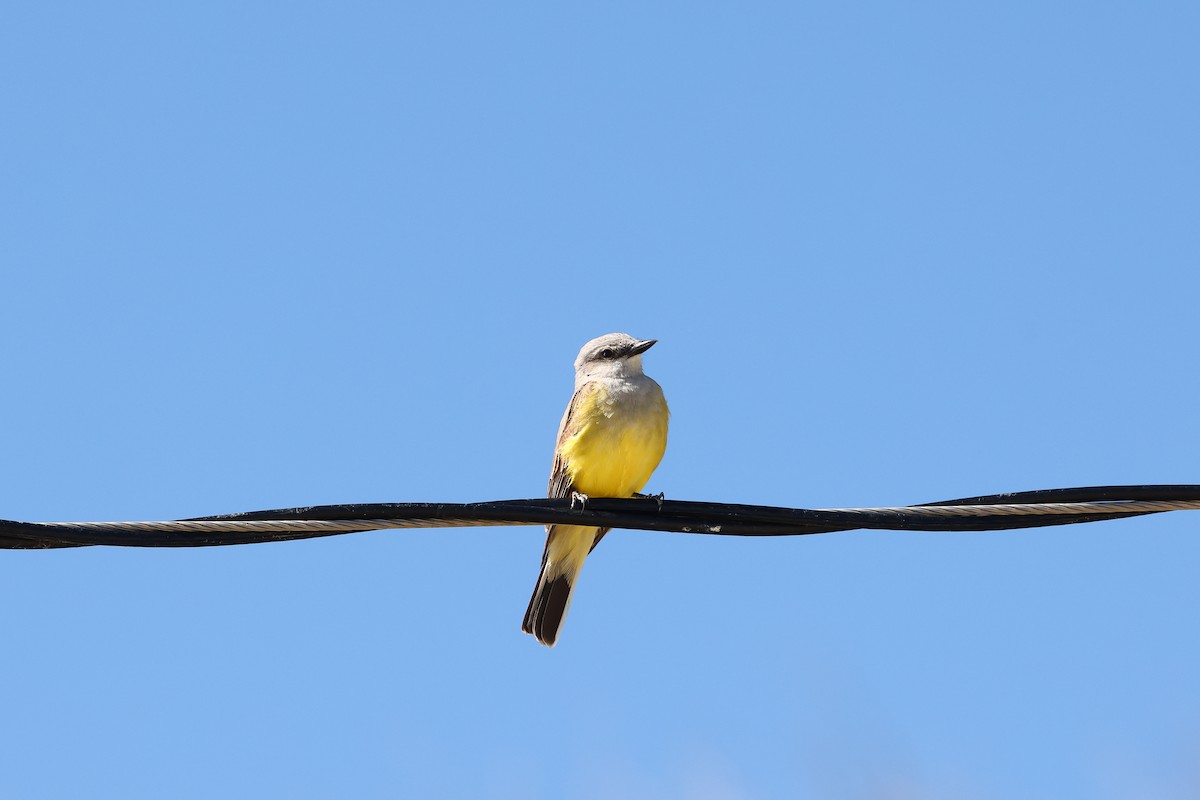 Western Kingbird - ML620378743