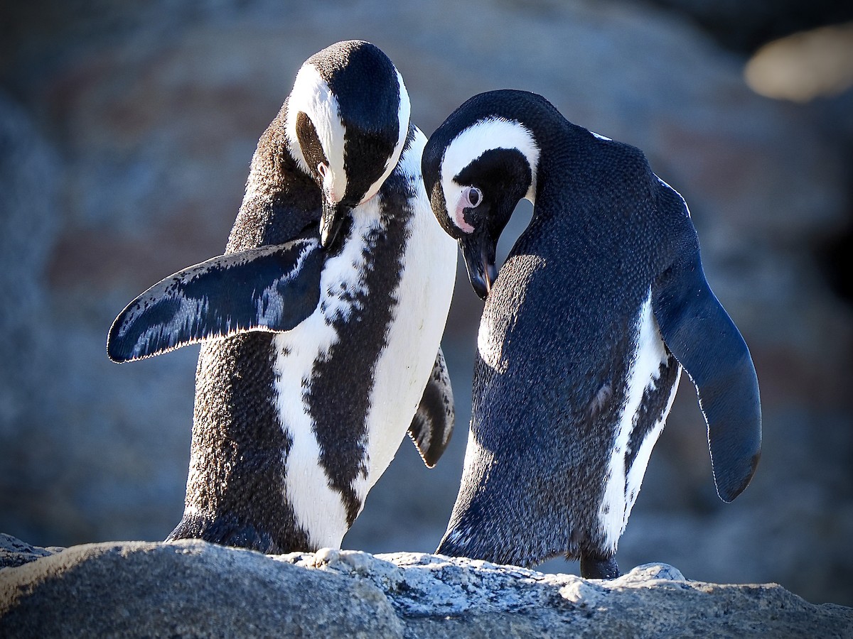 Pingüino de El Cabo - ML620378749