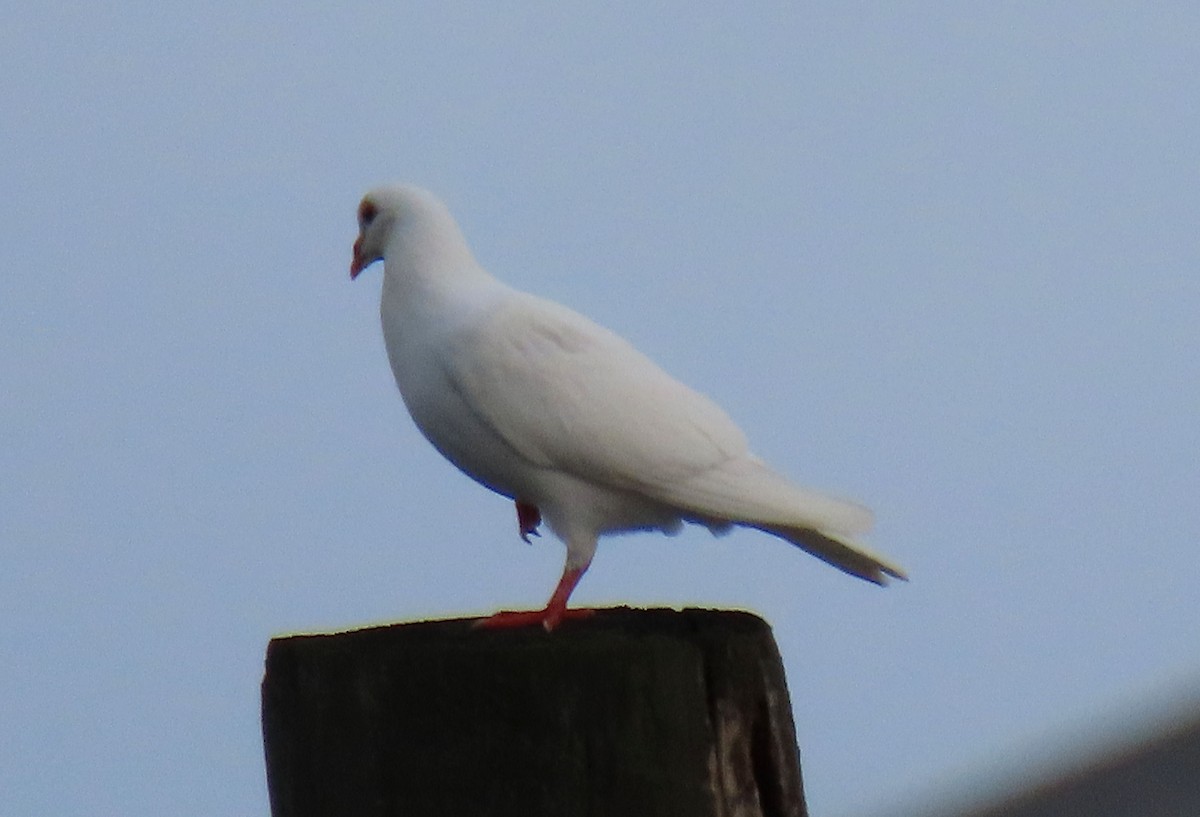 Rock Pigeon (Feral Pigeon) - ML620378755