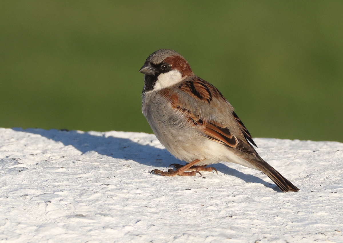 Moineau domestique - ML620378756