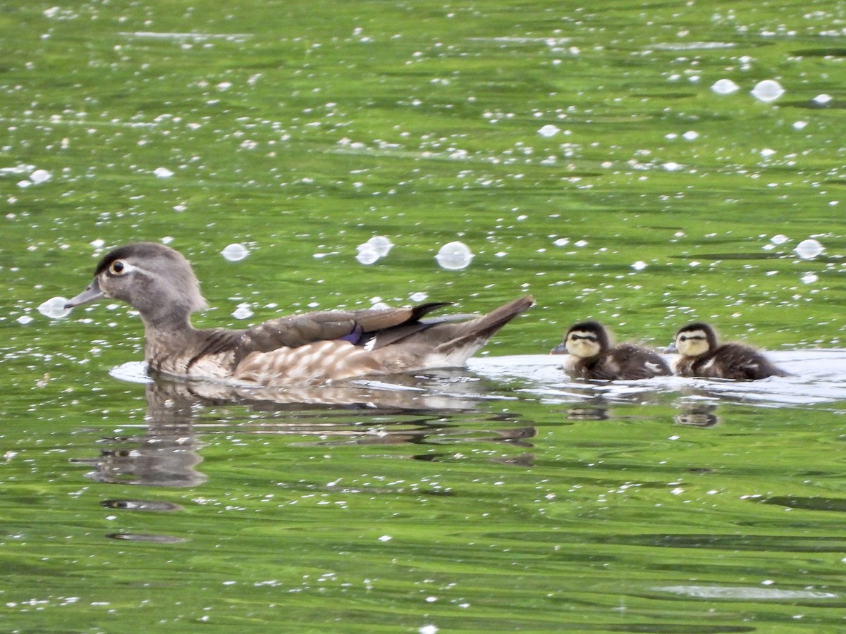 Wood Duck - ML620378757