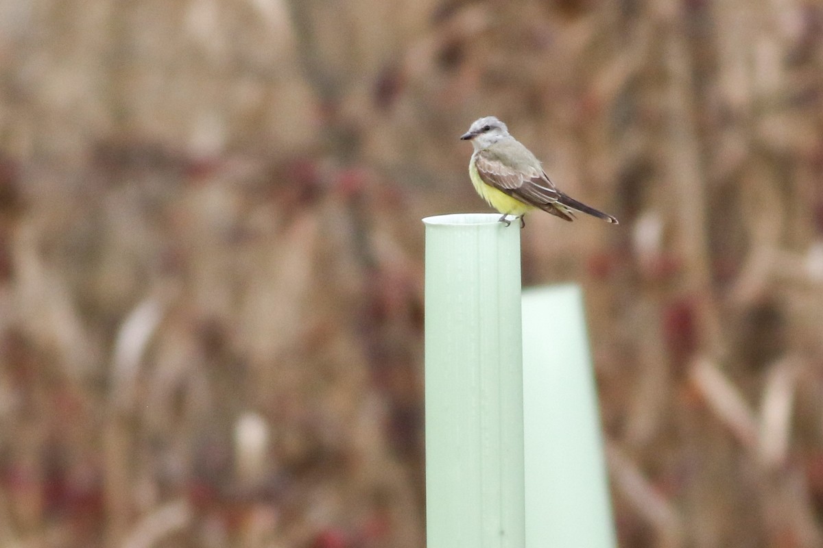 Western Kingbird - ML620378782