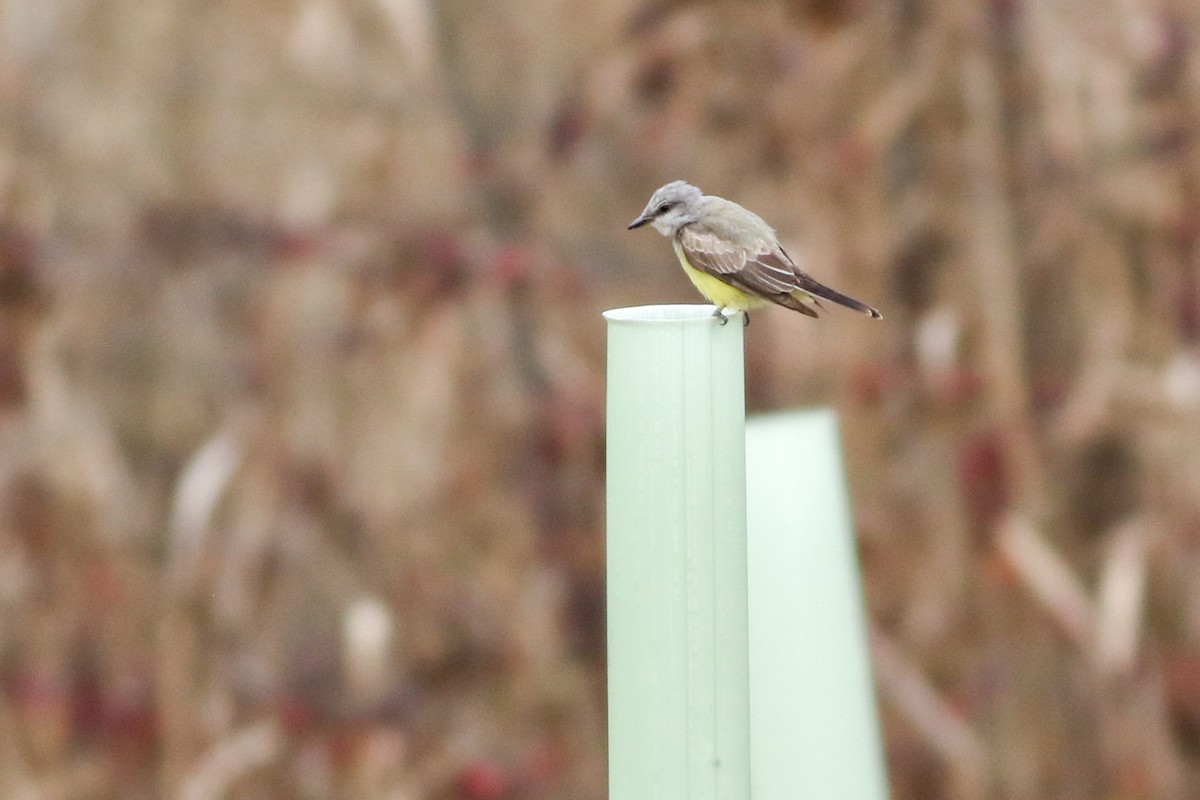 Western Kingbird - ML620378783