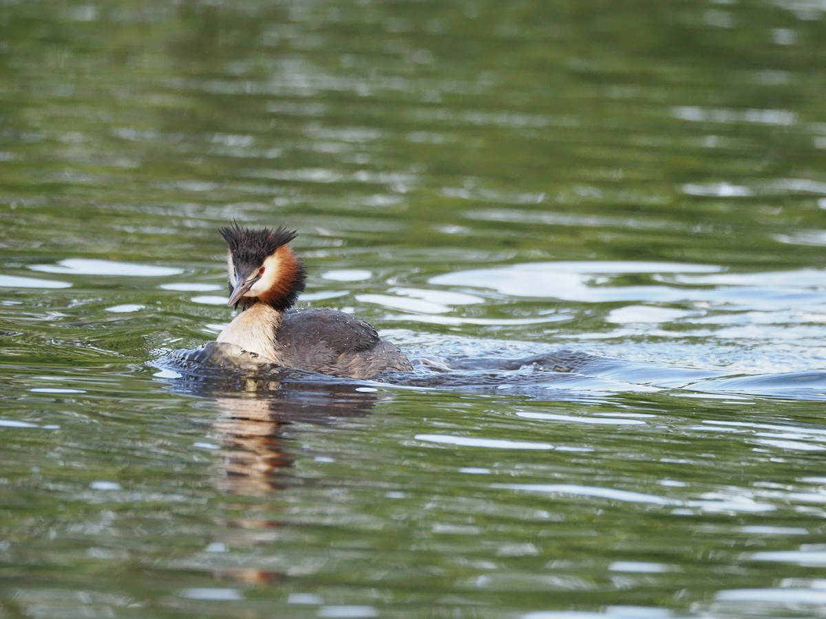 Great Crested Grebe - ML620378788