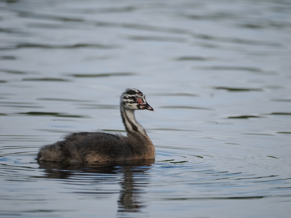Great Crested Grebe - James Tatlow