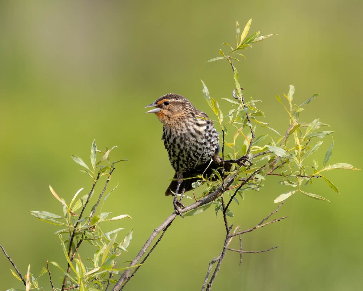 Red-winged Blackbird - ML620378797