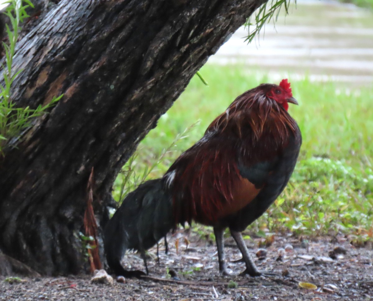 Red Junglefowl (Domestic type) - ML620378798