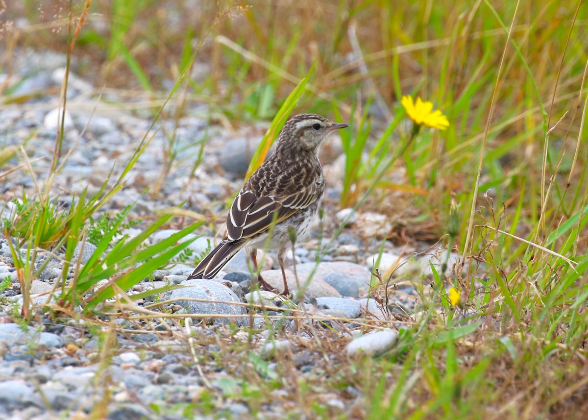 Pipit de Nouvelle-Zélande - ML620378819