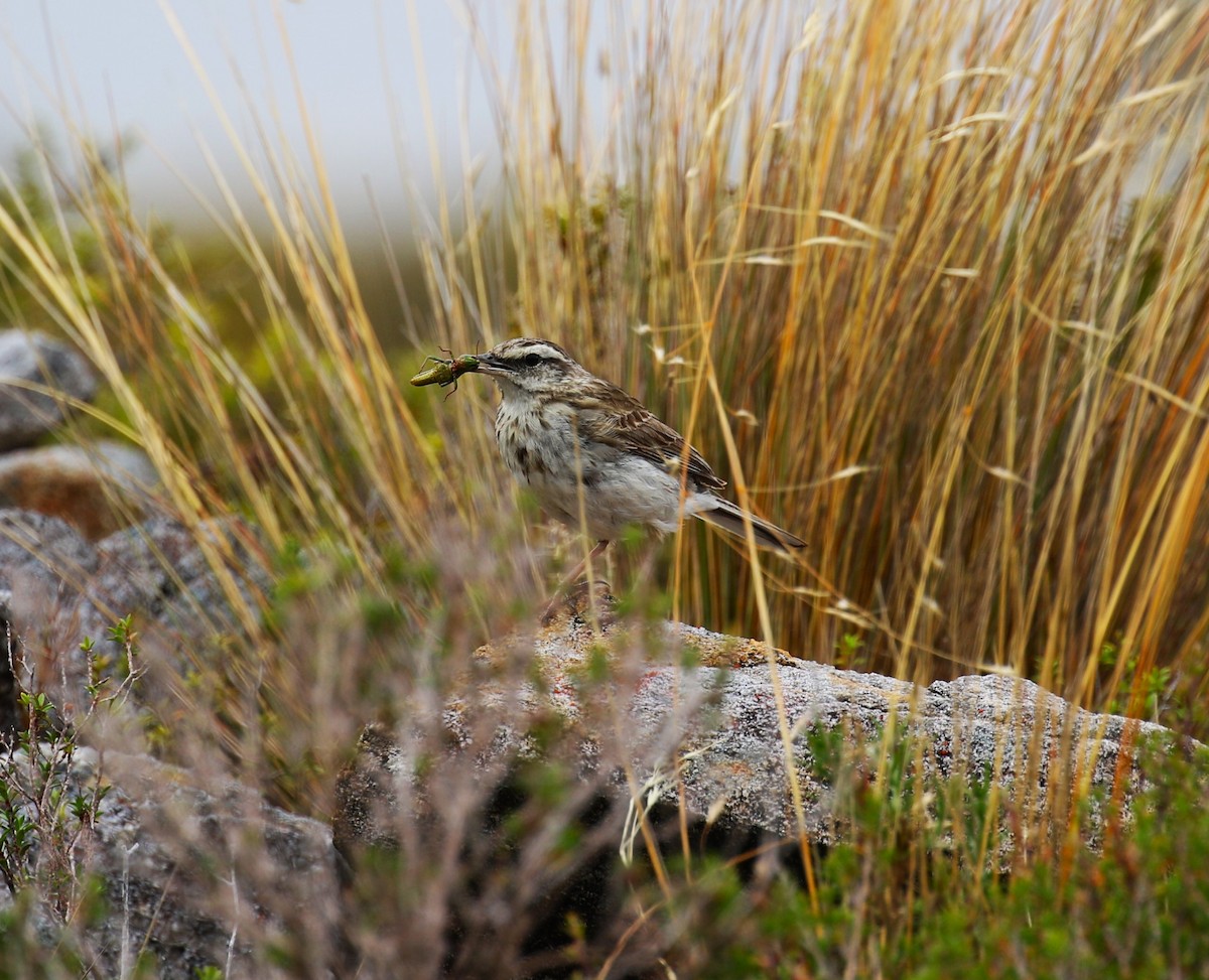 Pipit de Nouvelle-Zélande - ML620378820