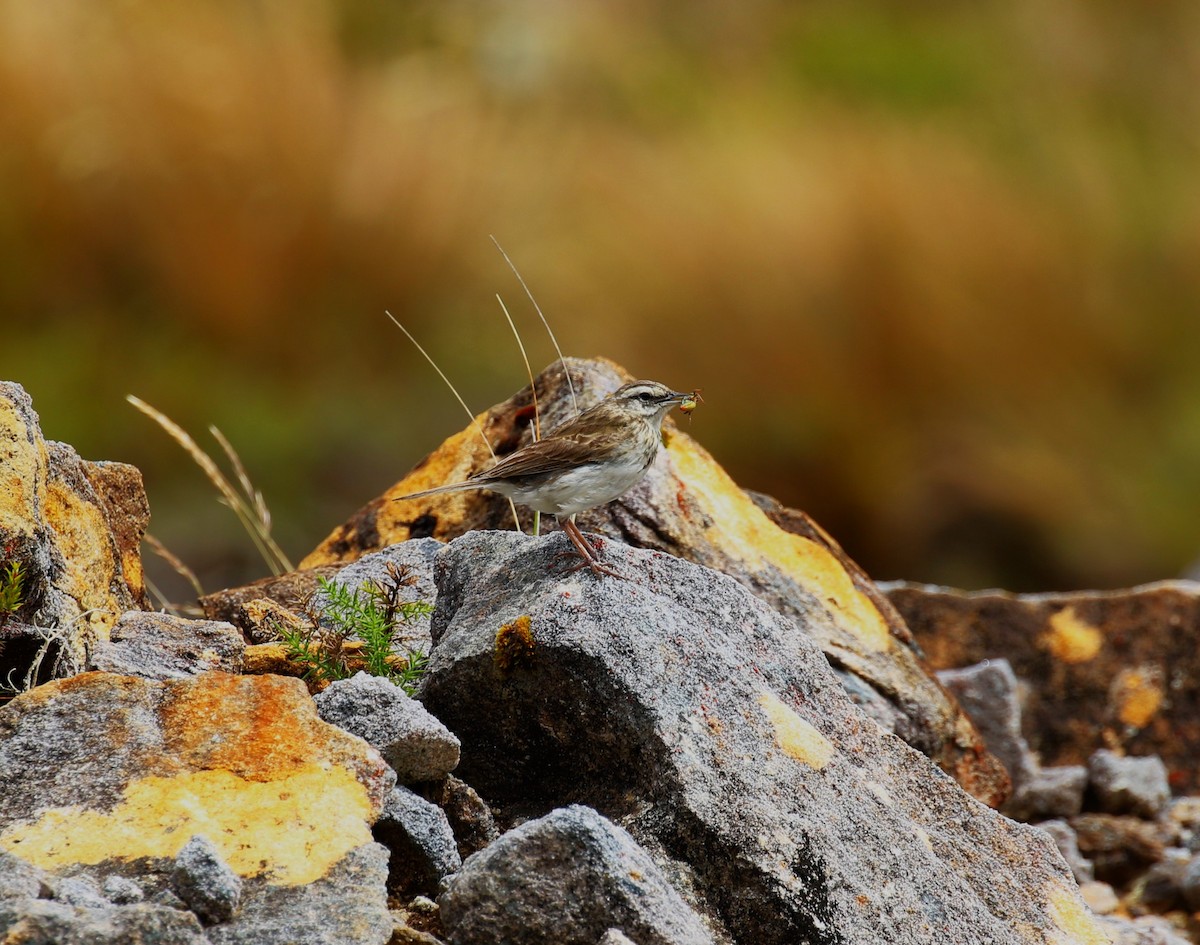 Pipit de Nouvelle-Zélande - ML620378821