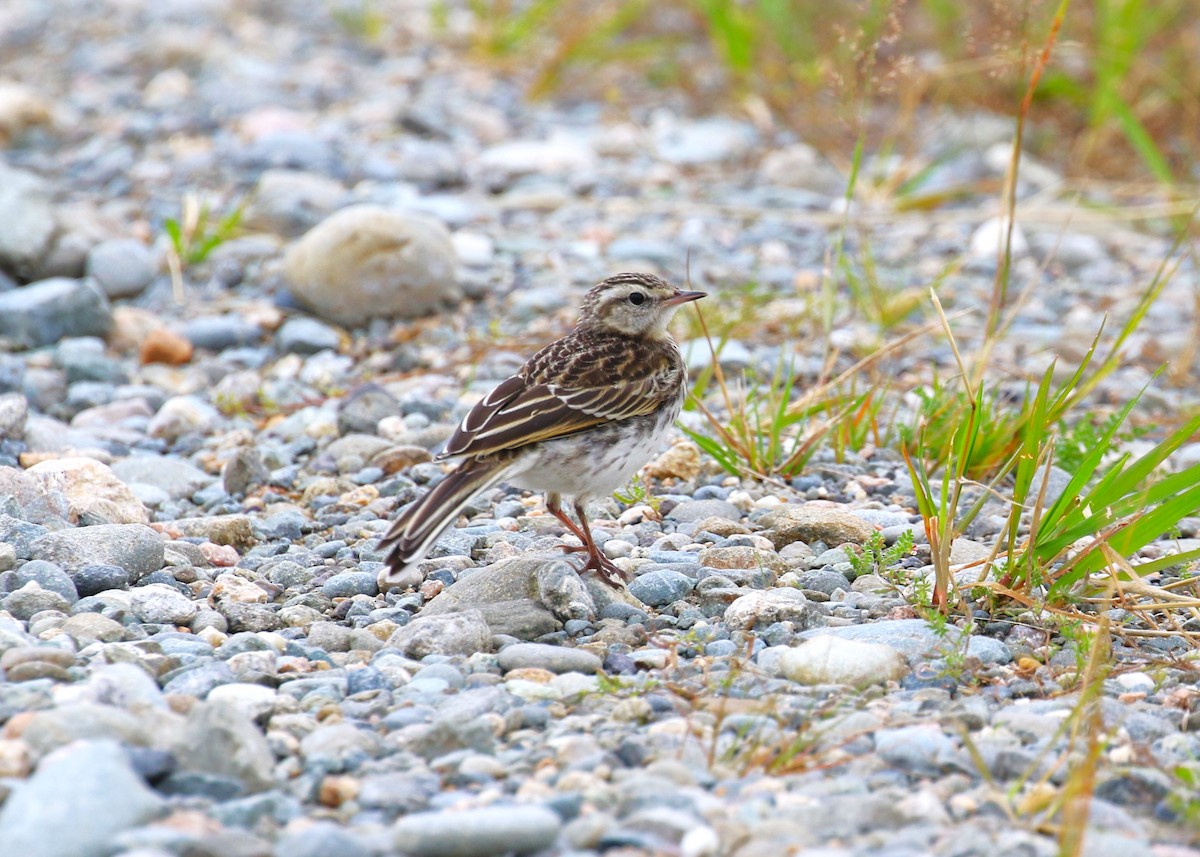 Pipit de Nouvelle-Zélande - ML620378823