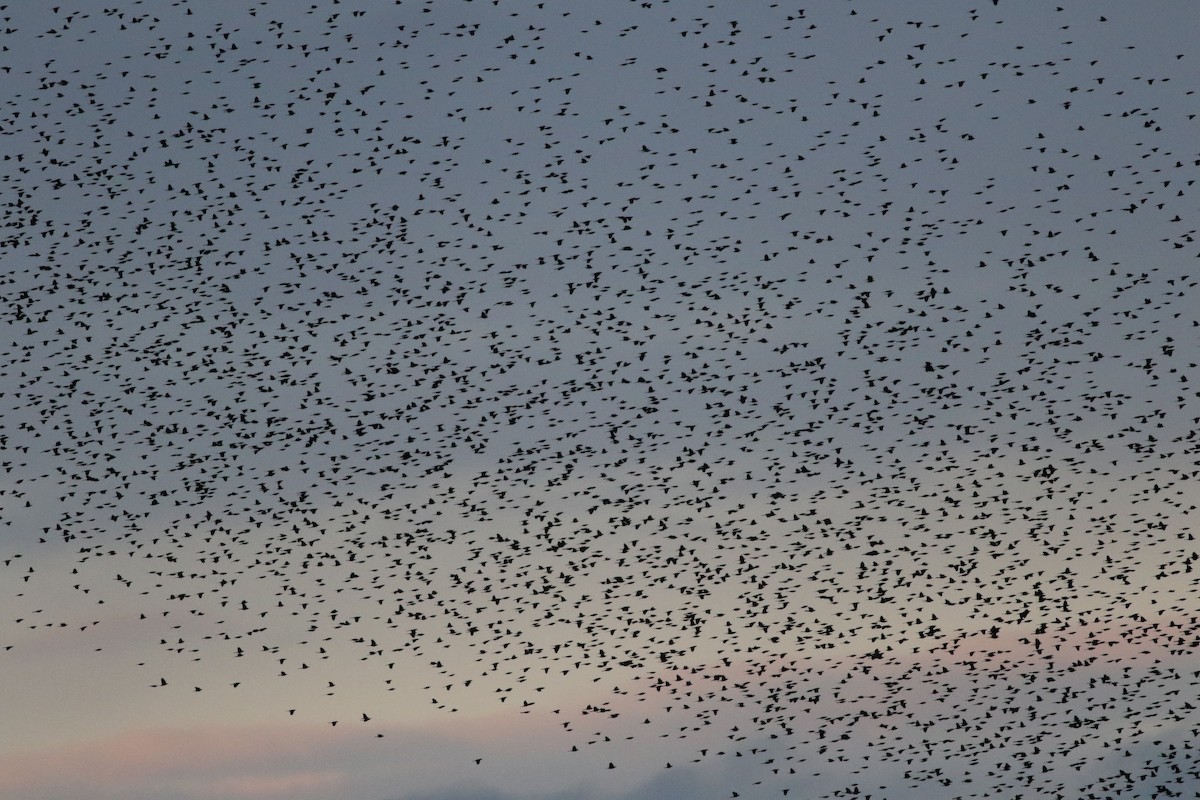 Common Grackle - Alex Wiebe