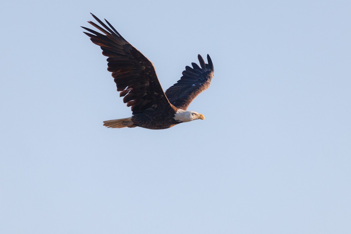 Bald Eagle - ML620378845