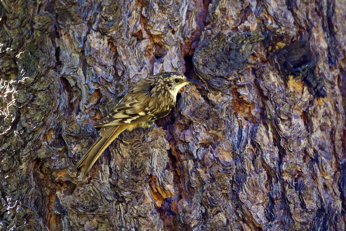 Brown Creeper - ML620378847