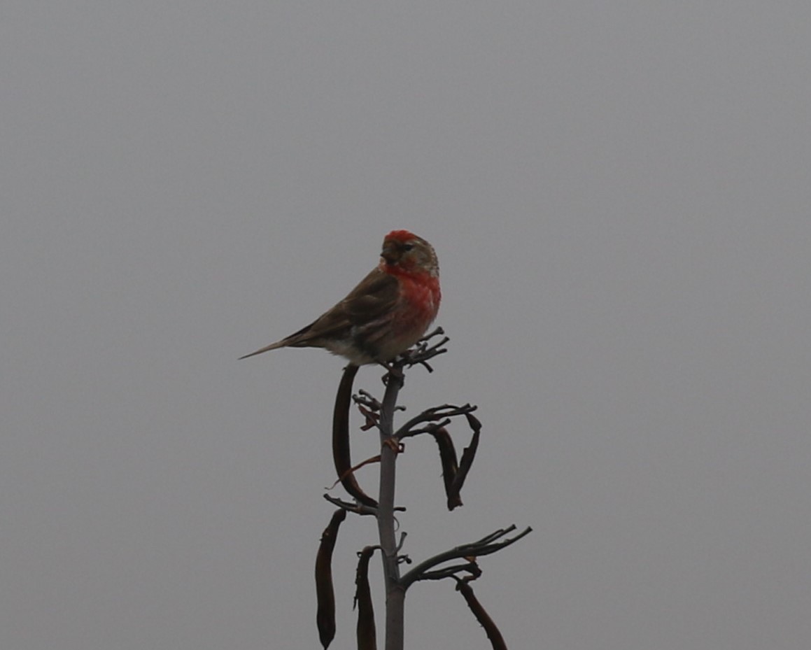 Lesser Redpoll - ML620378854