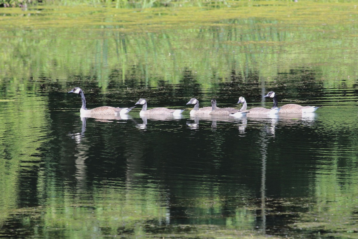 Canada Goose - ML620378855