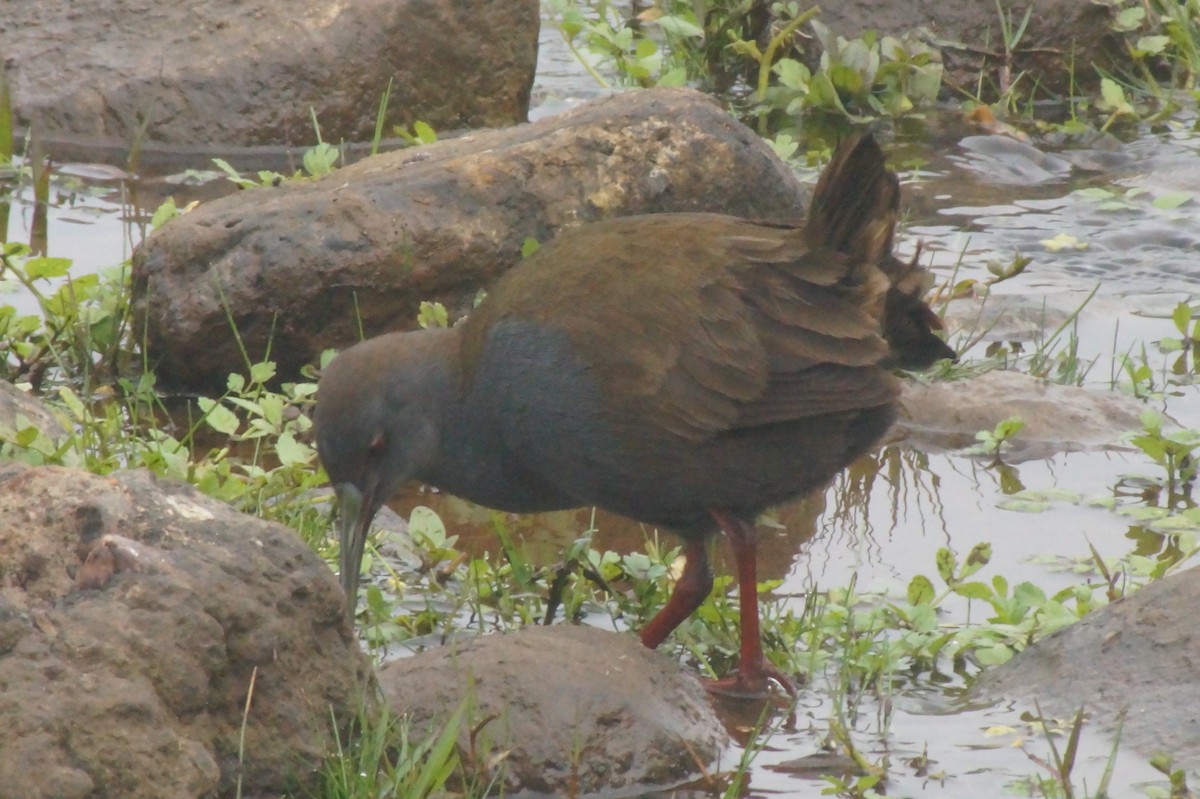 Plumbeous Rail - Rodrigo Jorquera Gonzalez