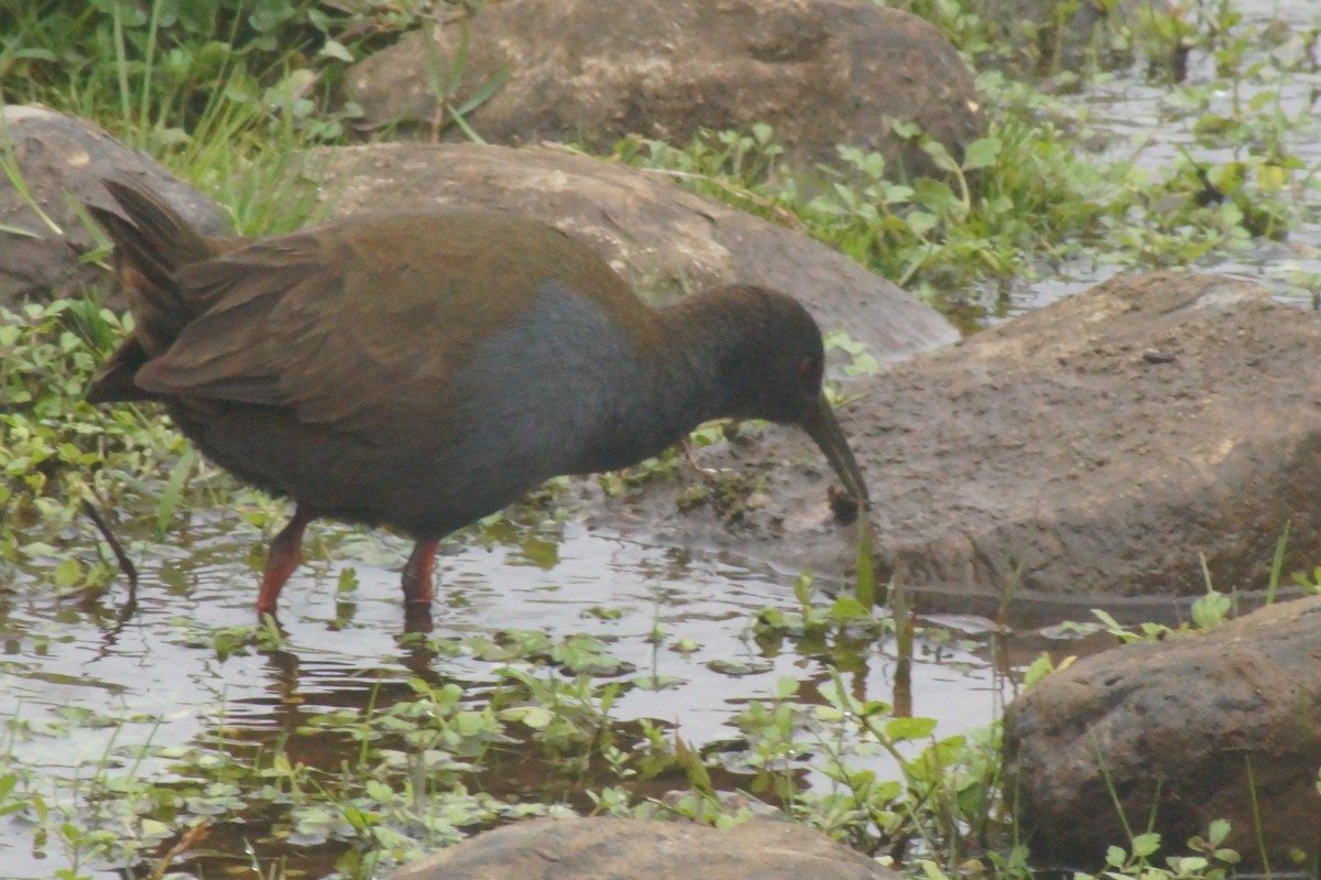 Plumbeous Rail - ML620378863