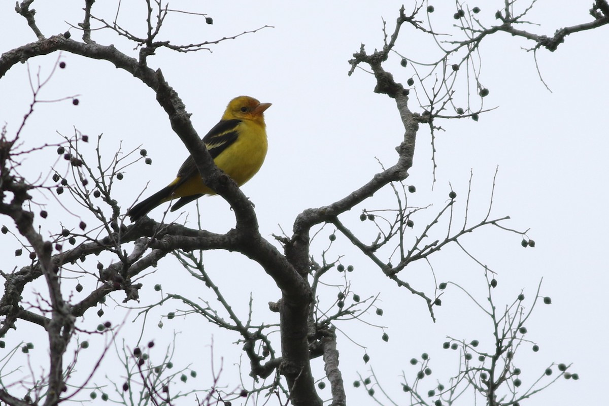 Western Tanager - ML620378867