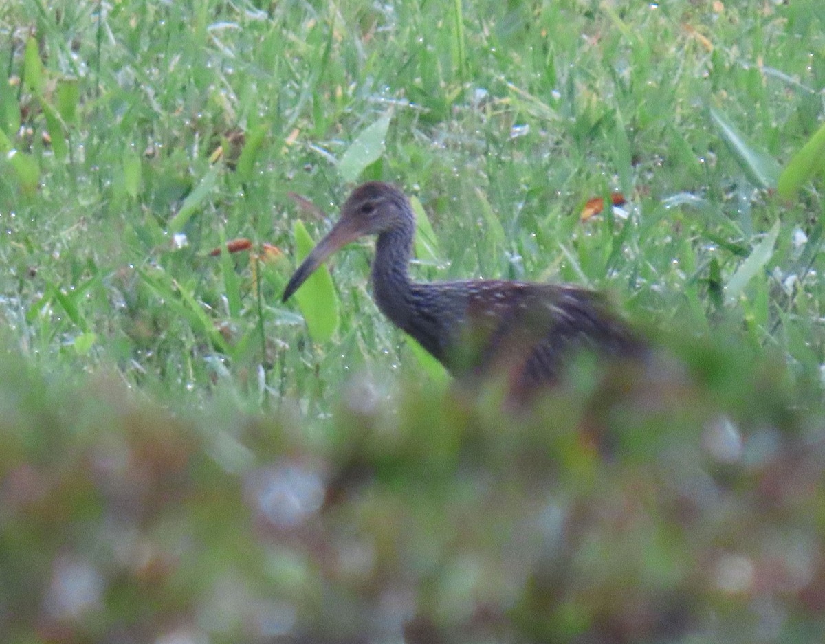 Limpkin - ML620378872