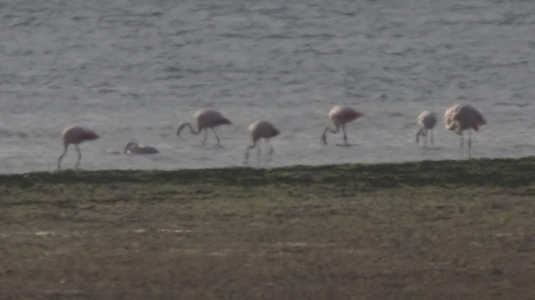 Şili Flamingosu - ML620378884