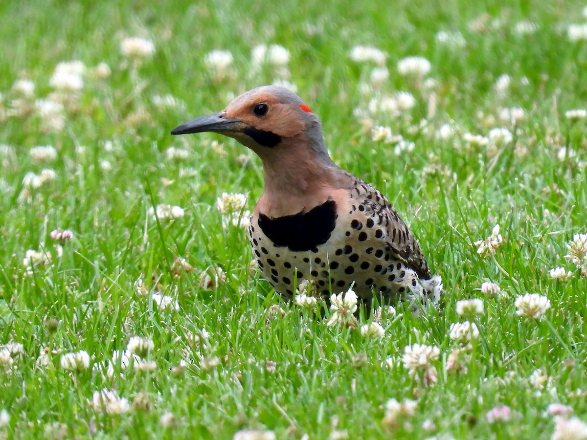 Northern Flicker - ML620378896